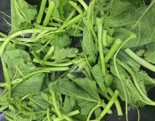 爽文娱乐吃瓜酱,揭秘吃瓜酱背后的娱乐圈风云