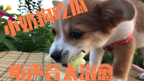 娱乐吃瓜君小奶狗,揭秘明星们的甜蜜养成记