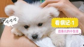 娱乐吃瓜君小奶狗,揭秘明星们的甜蜜养成记