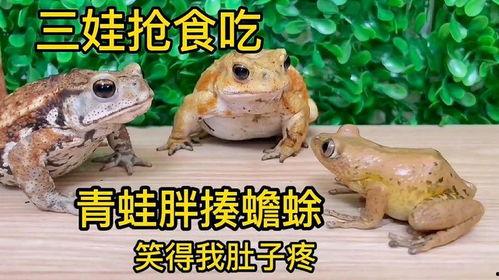 娱乐吃瓜大蛤蟆,揭秘娱乐圈幕后趣闻