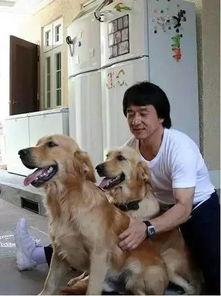 娱乐吃瓜酱怕狗大哥,揭秘“怕狗大哥”背后的故事
